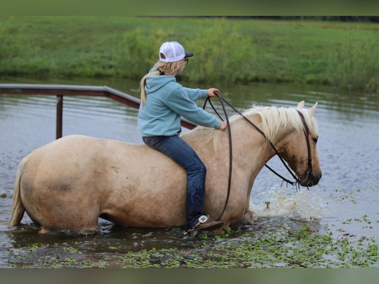 American Quarter Horse Gelding 4 years 15,1 hh Palomino in Pilot Point, TX