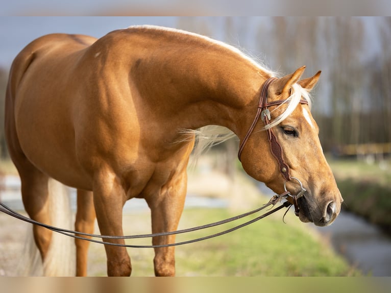 American Quarter Horse Gelding 4 years 15,1 hh Palomino in Amsterdam