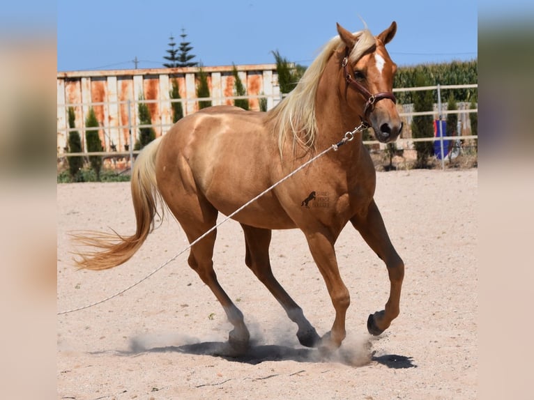 American Quarter Horse Gelding 4 years 15,1 hh Palomino in Mallorca