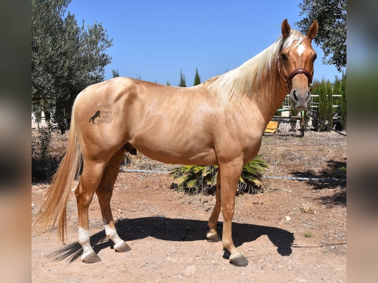 American Quarter Horse Gelding 4 years 15,1 hh Palomino in Mallorca