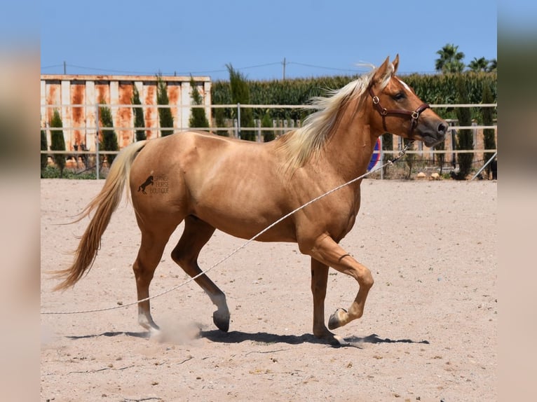 American Quarter Horse Gelding 4 years 15,1 hh Palomino in Mallorca