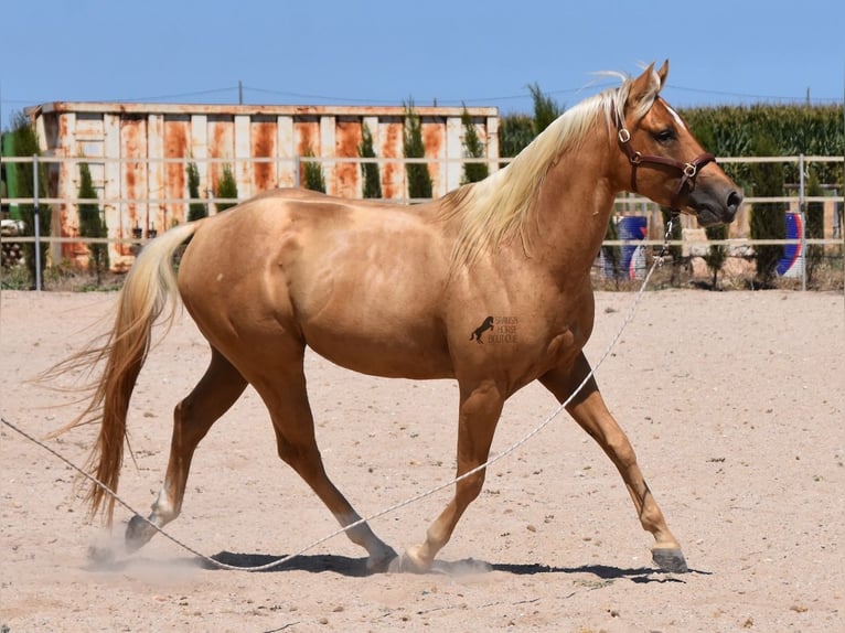 American Quarter Horse Gelding 4 years 15,1 hh Palomino in Mallorca