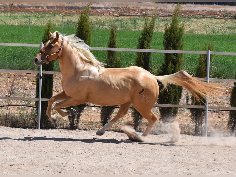 American Quarter Horse Gelding 4 years 15,1 hh Palomino in Mallorca