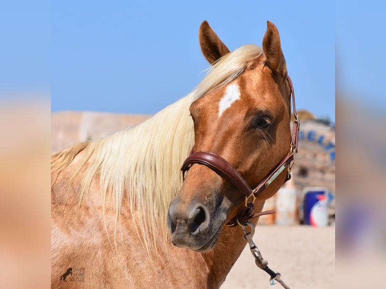 American Quarter Horse Gelding 4 years 15,1 hh Palomino in Mallorca