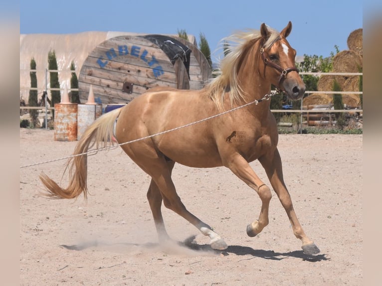 American Quarter Horse Gelding 4 years 15,1 hh Palomino in Mallorca