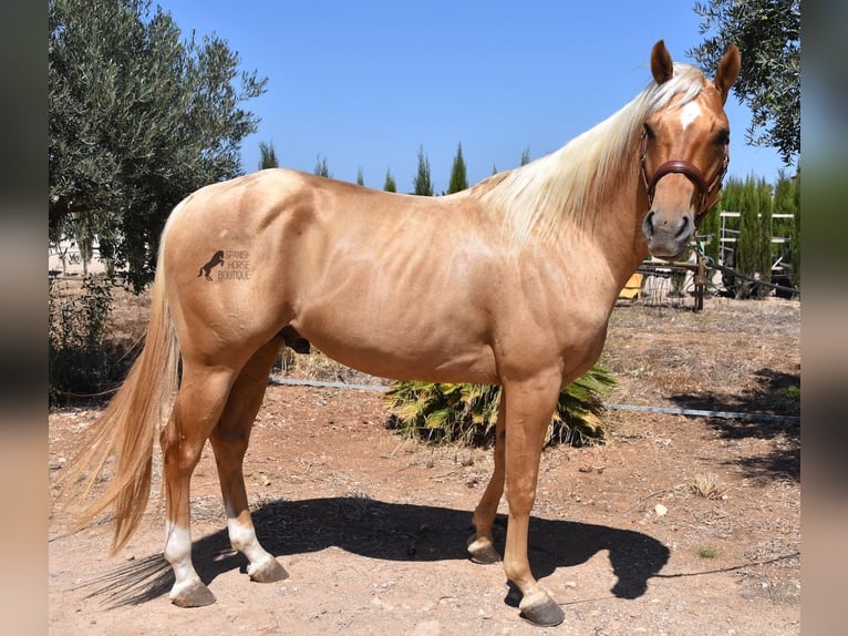 American Quarter Horse Gelding 4 years 15,1 hh Palomino in Mallorca