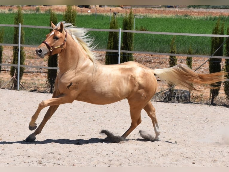 American Quarter Horse Gelding 4 years 15,1 hh Palomino in Mallorca