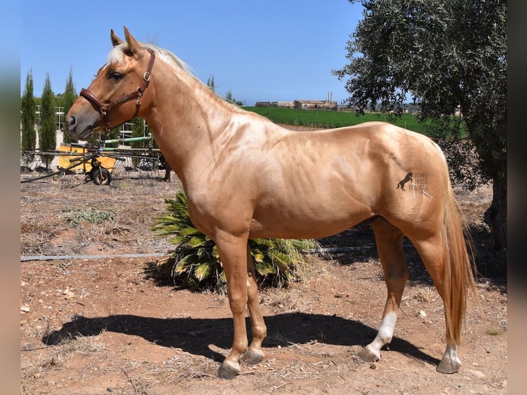 American Quarter Horse Gelding 4 years 15,1 hh Palomino in Mallorca