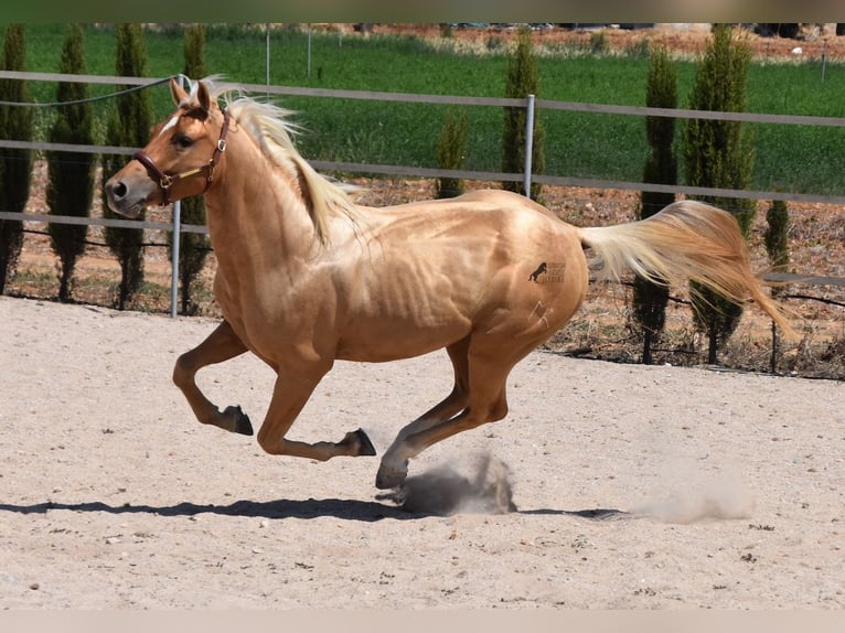 American Quarter Horse Gelding 4 years 15,1 hh Palomino in Mallorca