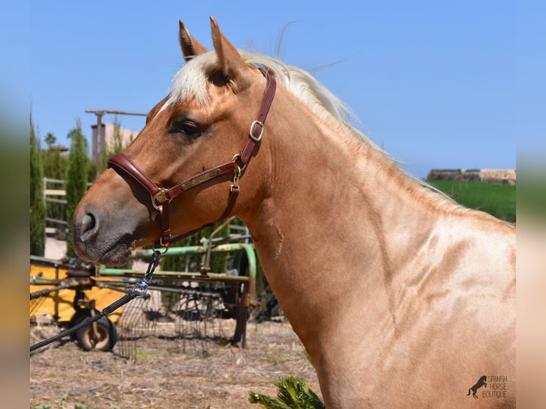 American Quarter Horse Gelding 4 years 15,1 hh Palomino in Mallorca