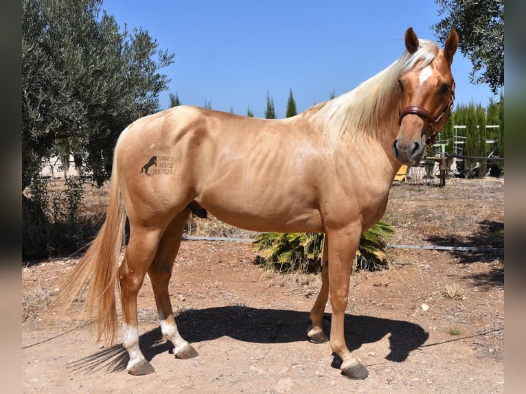 American Quarter Horse Gelding 4 years 15,1 hh Palomino in Mallorca