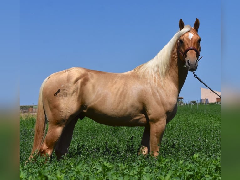 American Quarter Horse Gelding 4 years 15,1 hh Palomino in Mallorca