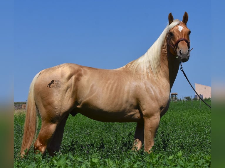 American Quarter Horse Gelding 4 years 15,1 hh Palomino in Mallorca