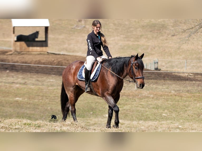 American Quarter Horse Gelding 4 years 15.1 hh Roan-Bay in Fredericksburg