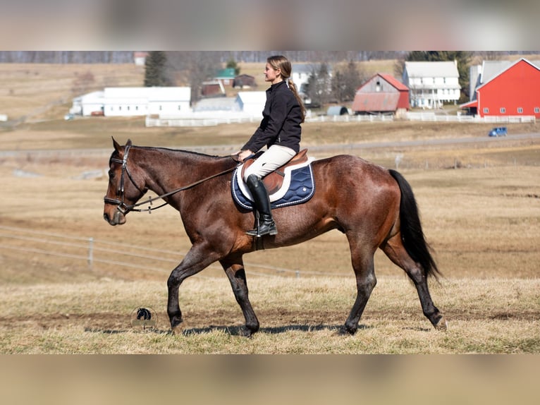 American Quarter Horse Gelding 4 years 15.1 hh Roan-Bay in Fredericksburg