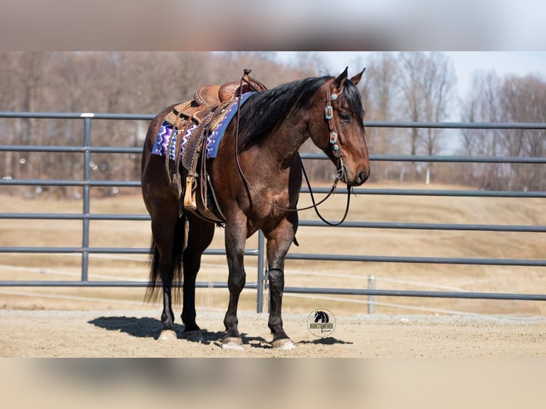 American Quarter Horse Gelding 4 years 15.1 hh Roan-Bay in Fredericksburg