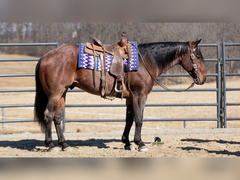 American Quarter Horse Gelding 4 years 15.1 hh Roan-Bay in Fredericksburg