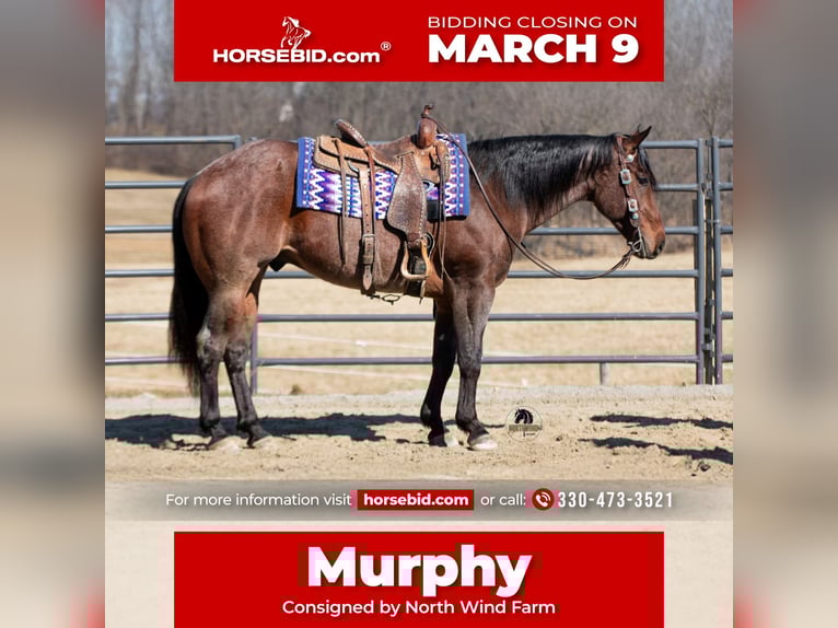 American Quarter Horse Gelding 4 years 15.1 hh Roan-Bay in Fredericksburg