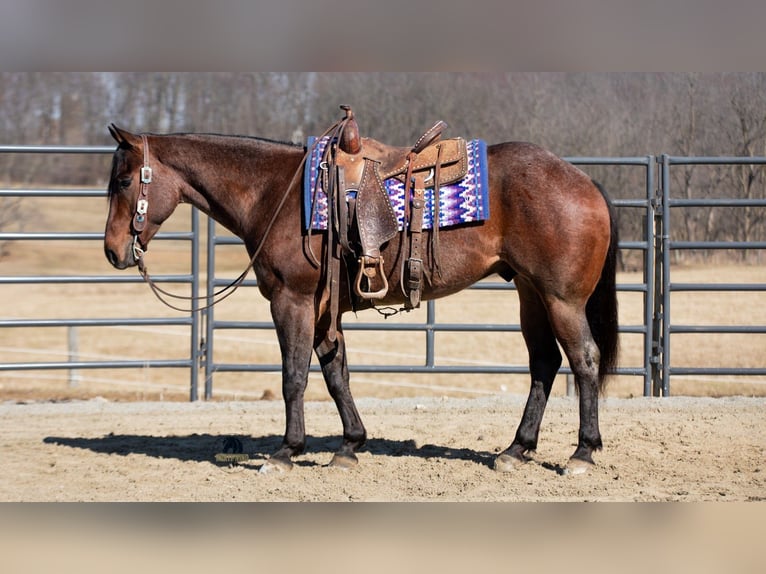 American Quarter Horse Gelding 4 years 15.1 hh Roan-Bay in Fredericksburg