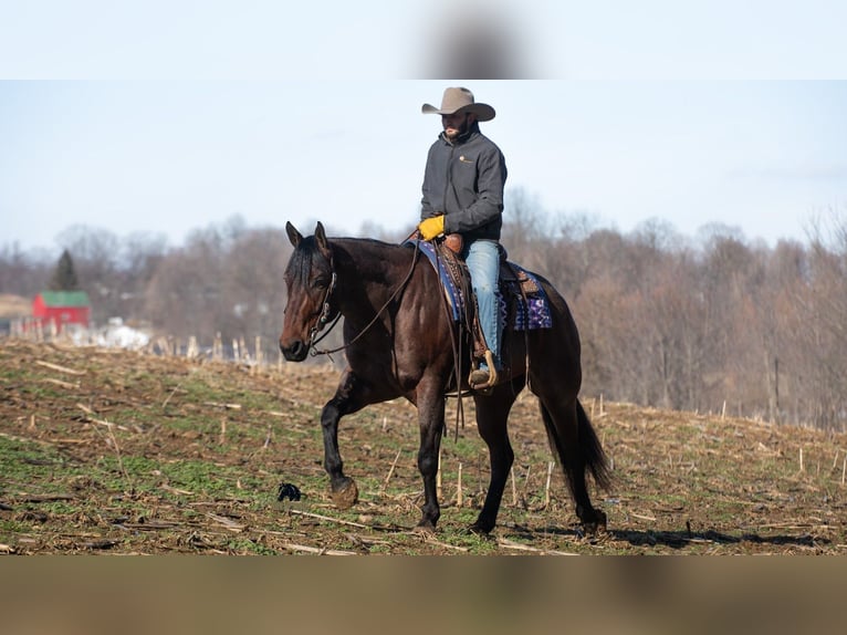 American Quarter Horse Gelding 4 years 15.1 hh Roan-Bay in Fredericksburg