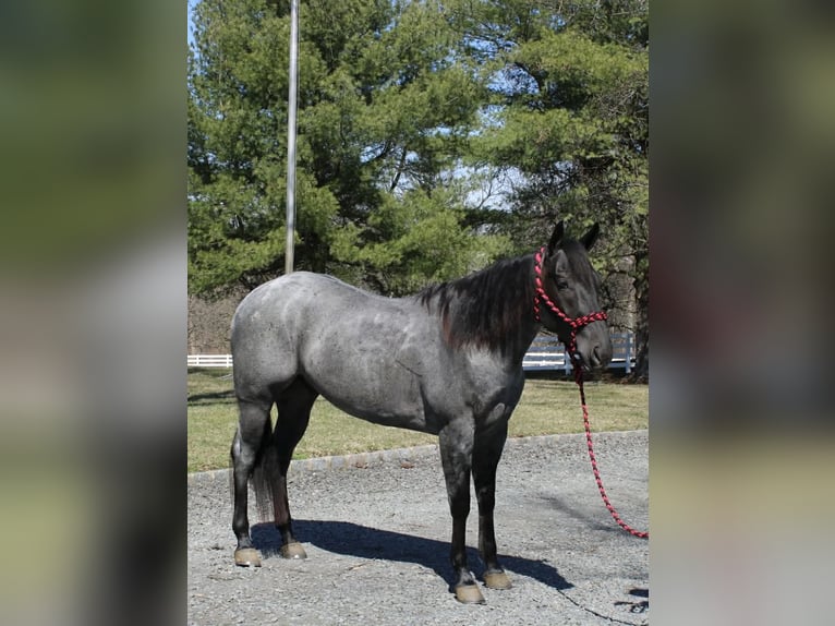 American Quarter Horse Gelding 4 years 15.1 hh Roan-Blue in Allentown