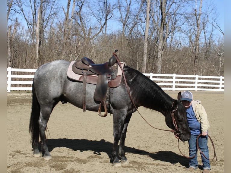 American Quarter Horse Gelding 4 years 15.1 hh Roan-Blue in Allentown