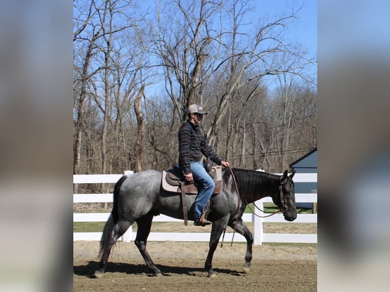 American Quarter Horse Gelding 4 years 15.1 hh Roan-Blue in Allentown