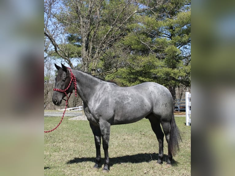American Quarter Horse Gelding 4 years 15.1 hh Roan-Blue in Allentown