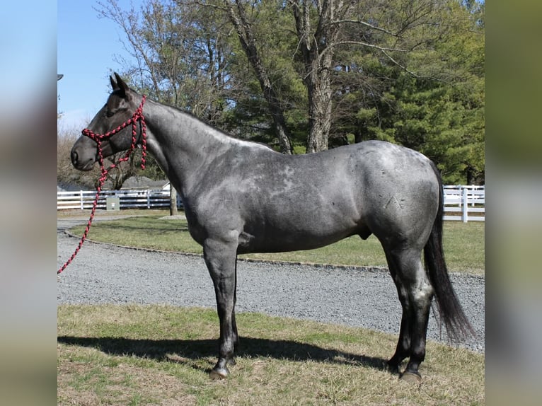 American Quarter Horse Gelding 4 years 15.1 hh Roan-Blue in Allentown