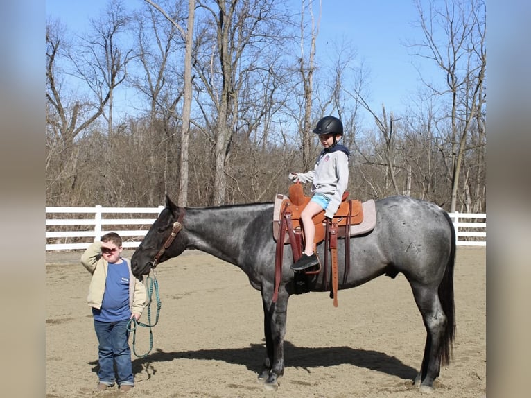 American Quarter Horse Gelding 4 years 15.1 hh Roan-Blue in Allentown