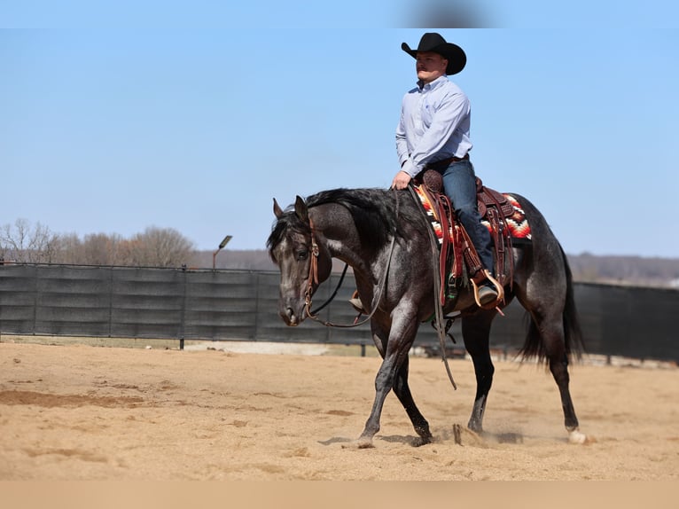 American Quarter Horse Gelding 4 years 15,1 hh Roan-Blue in Buffalo, MO