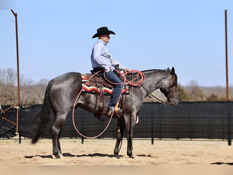 American Quarter Horse Gelding 4 years 15,1 hh Roan-Blue in Buffalo, MO