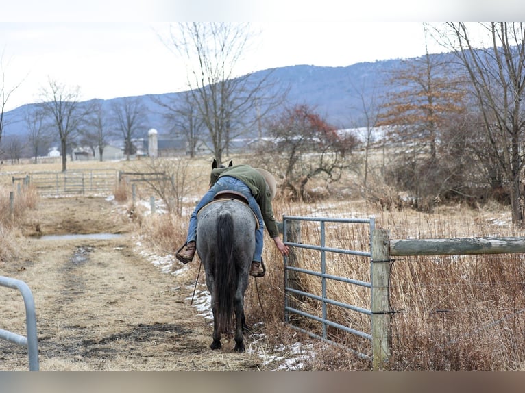 American Quarter Horse Gelding 4 years 15.1 hh Roan-Blue in Mc Connellsburg