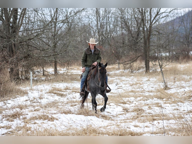 American Quarter Horse Gelding 4 years 15.1 hh Roan-Blue in Mc Connellsburg