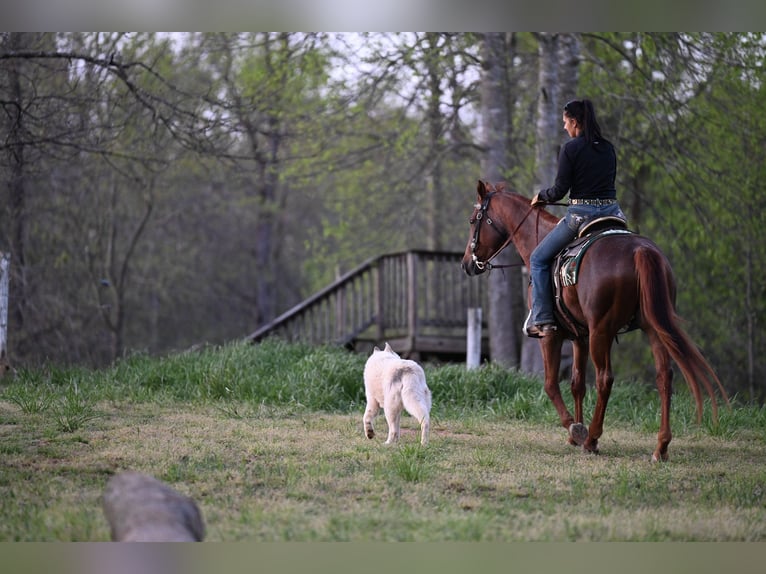 American Quarter Horse Gelding 4 years 15.1 hh Roan-Red in Hull