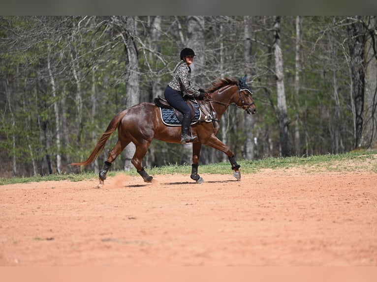 American Quarter Horse Gelding 4 years 15.1 hh Roan-Red in Hull