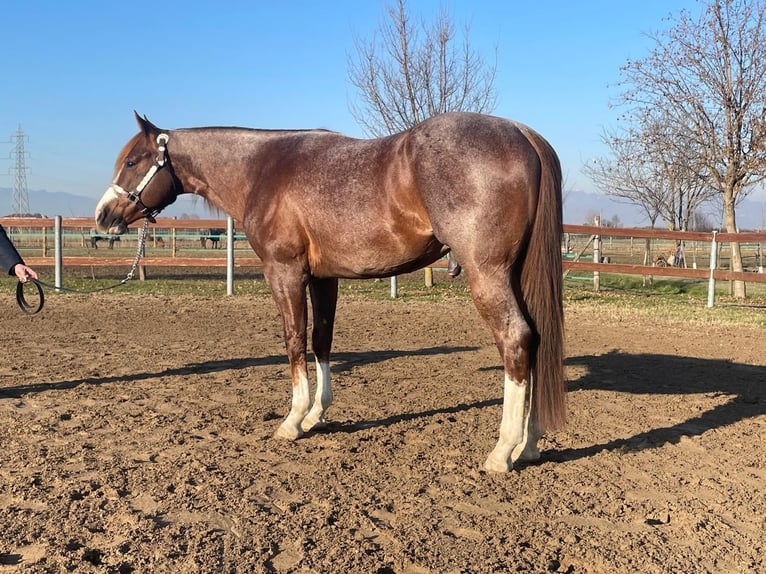 American Quarter Horse Gelding 4 years 15,1 hh Roan-Red in Echzell