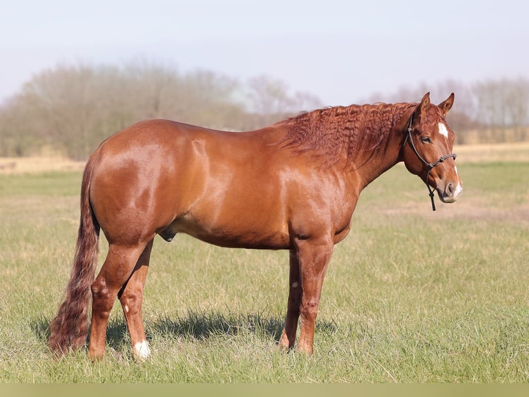 American Quarter Horse Gelding 4 years 15,1 hh Sorrel in Adair, OK