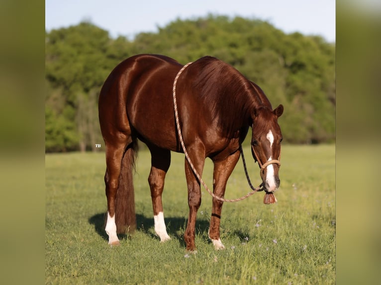 American Quarter Horse Gelding 4 years 15,1 hh Sorrel in Weatherford