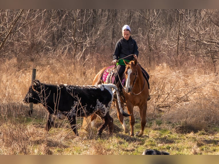 American Quarter Horse Gelding 4 years 15,1 hh Sorrel in Dundee