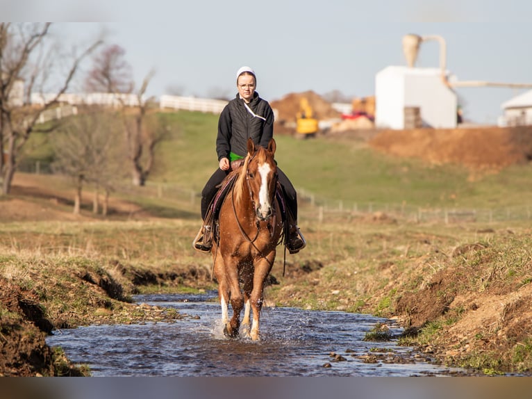 American Quarter Horse Gelding 4 years 15,1 hh Sorrel in Dundee