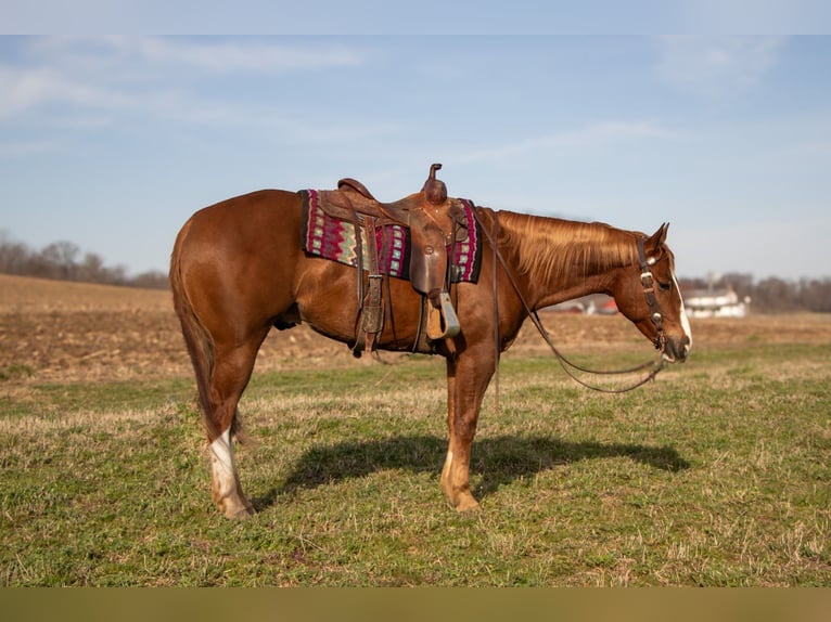 American Quarter Horse Gelding 4 years 15,1 hh Sorrel in Dundee