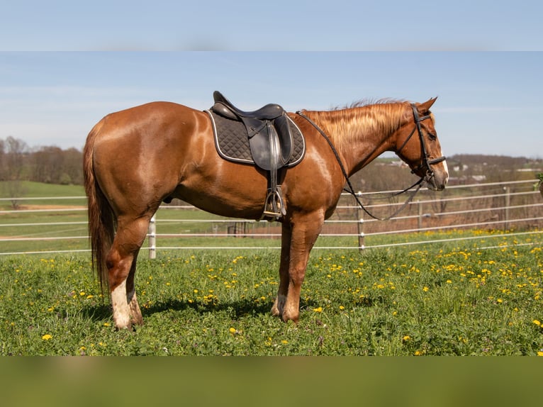 American Quarter Horse Gelding 4 years 15,1 hh Sorrel in Dundee