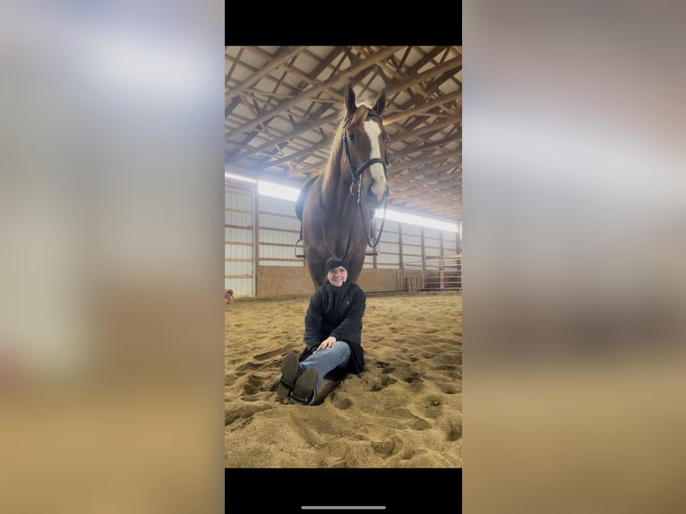 American Quarter Horse Gelding 4 years 15,1 hh Sorrel in Dundee