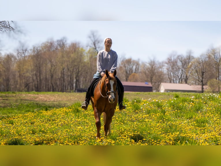 American Quarter Horse Gelding 4 years 15,1 hh Sorrel in Dundee