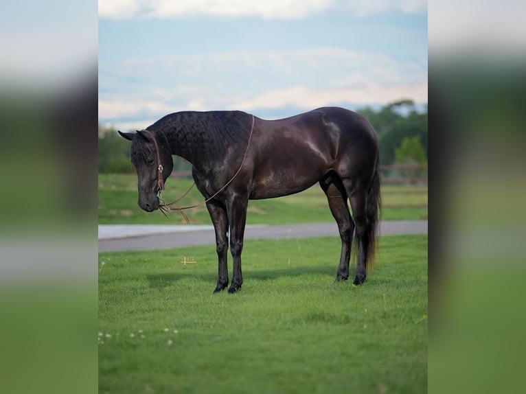 American Quarter Horse Gelding 4 years 15,2 hh Black in Montrose, CO