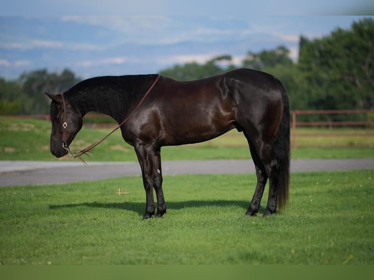 American Quarter Horse Gelding 4 years 15,2 hh Black in Montrose, CO