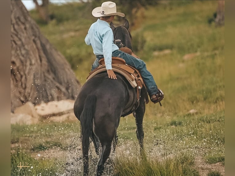 American Quarter Horse Gelding 4 years 15,2 hh Black in Montrose, CO