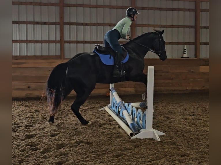 American Quarter Horse Gelding 4 years 15,2 hh Black in Robards