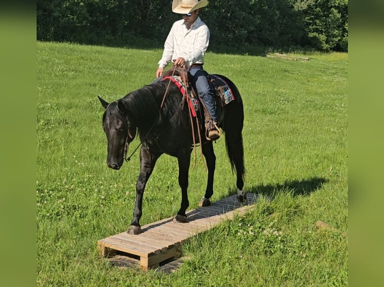 American Quarter Horse Gelding 4 years 15,2 hh Black in Robards